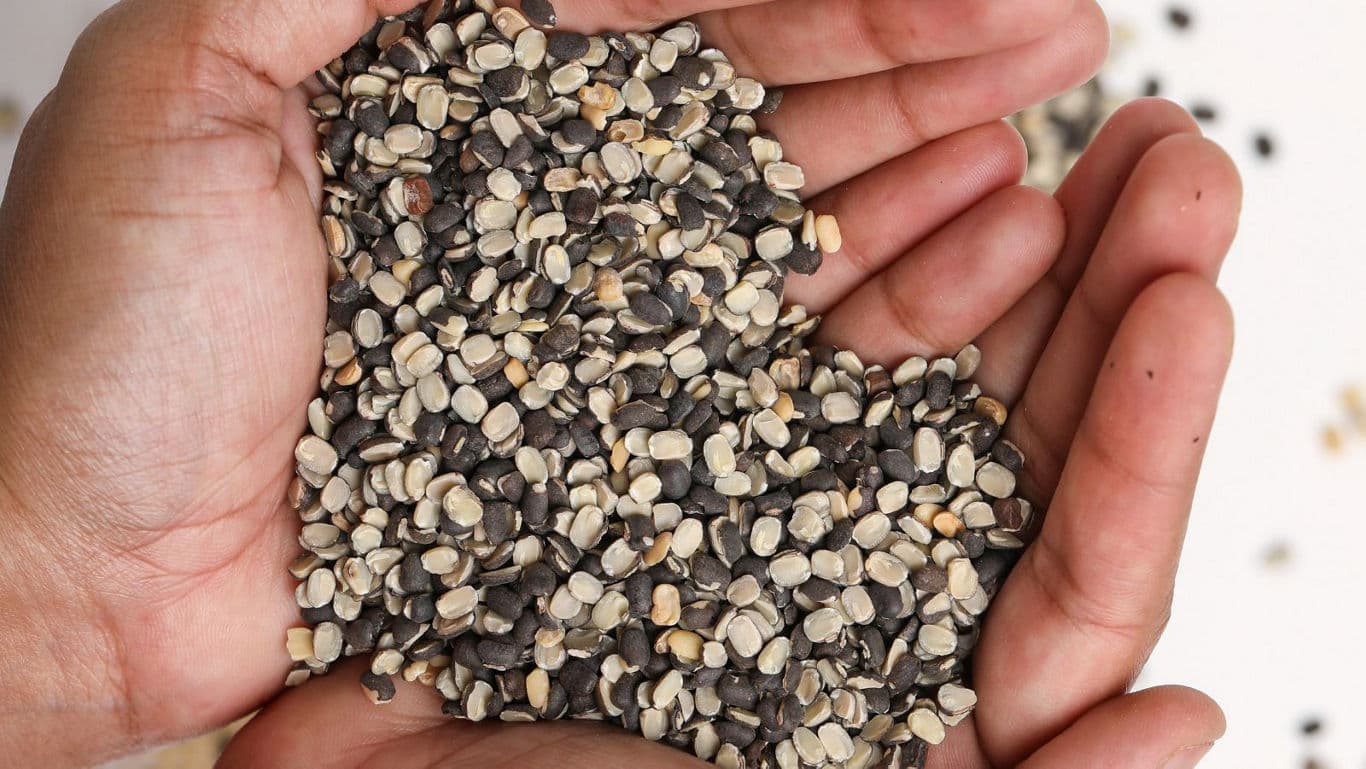 Close-up of hands holding black lentils