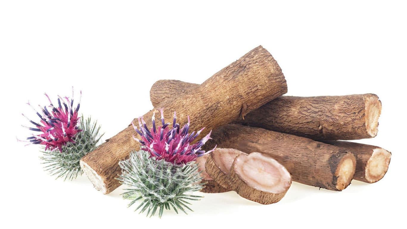 Fresh burdock roots with thistle flowers