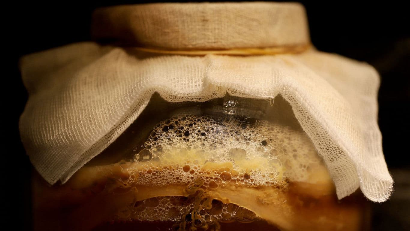Fermenting kombucha in glass jar with cloth cover