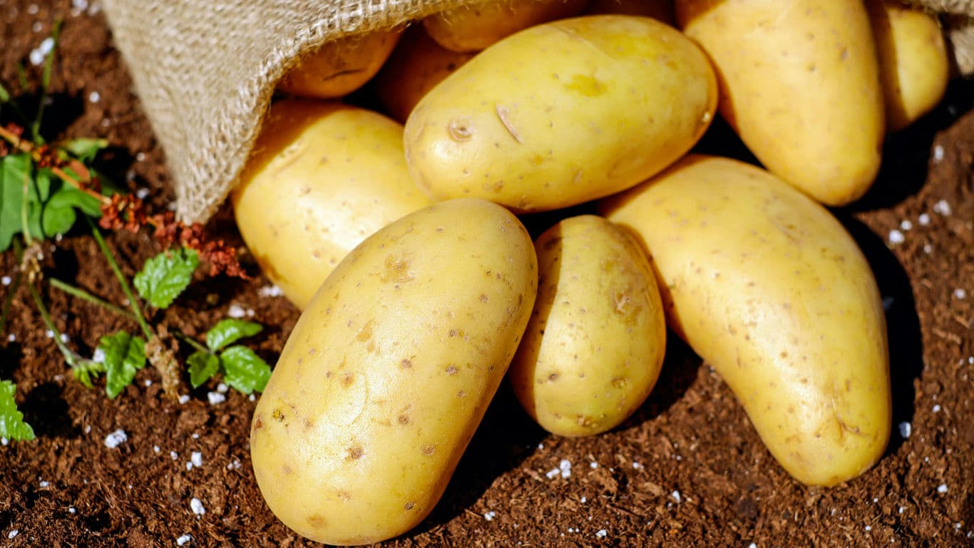 Choosing the Right Potatoes