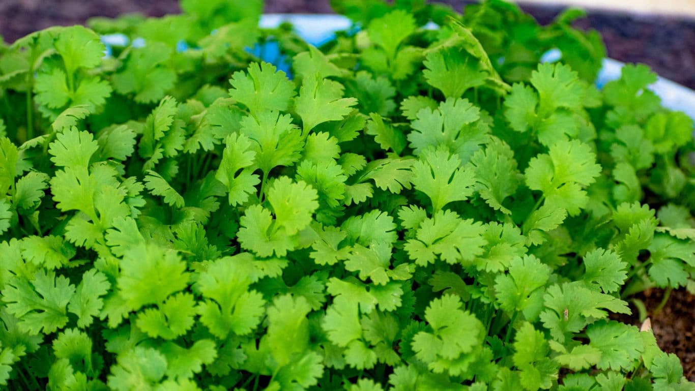 Fresh cilantro leaves in garden setting