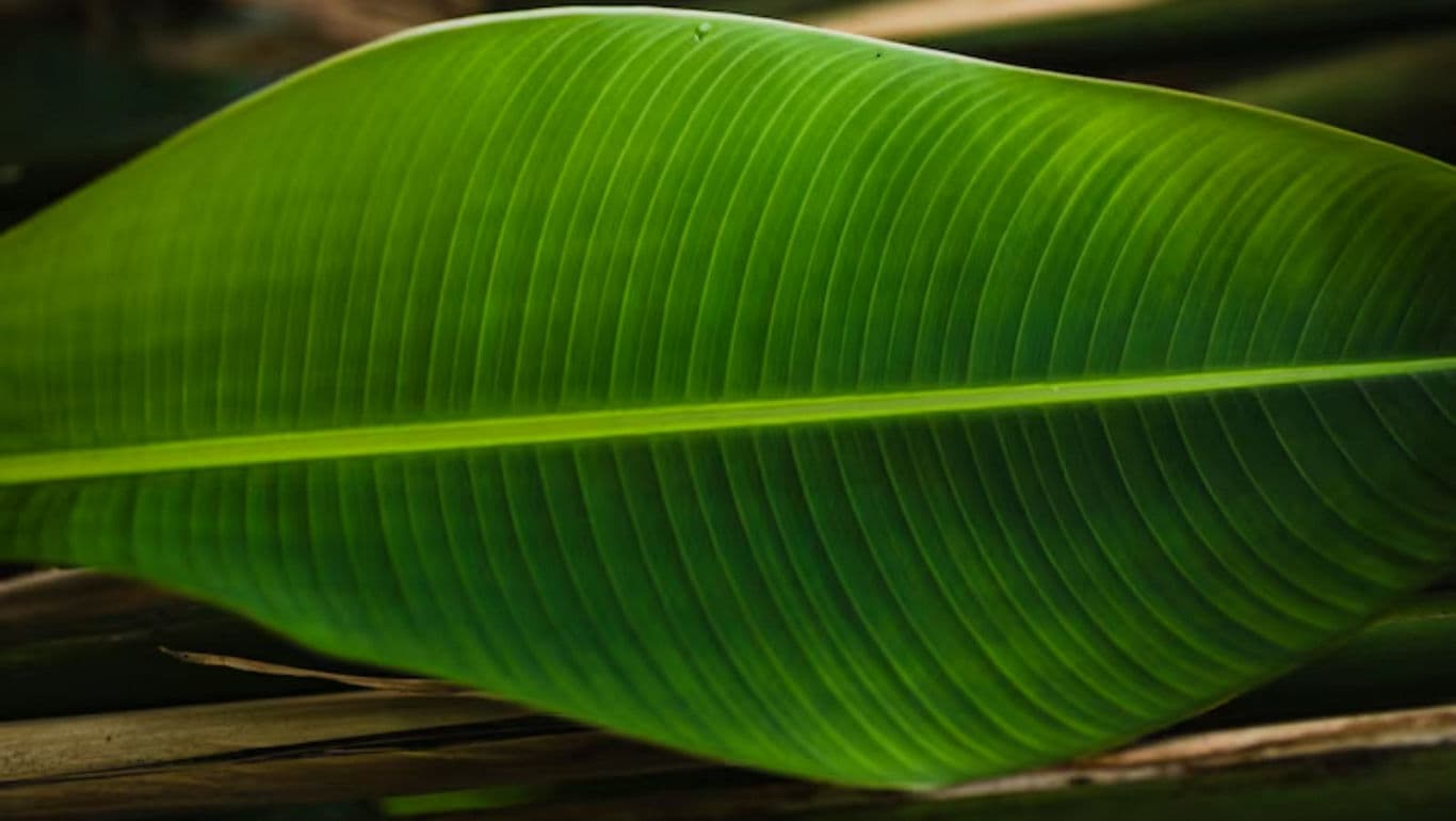 Close-up of vibrant green leaf texture