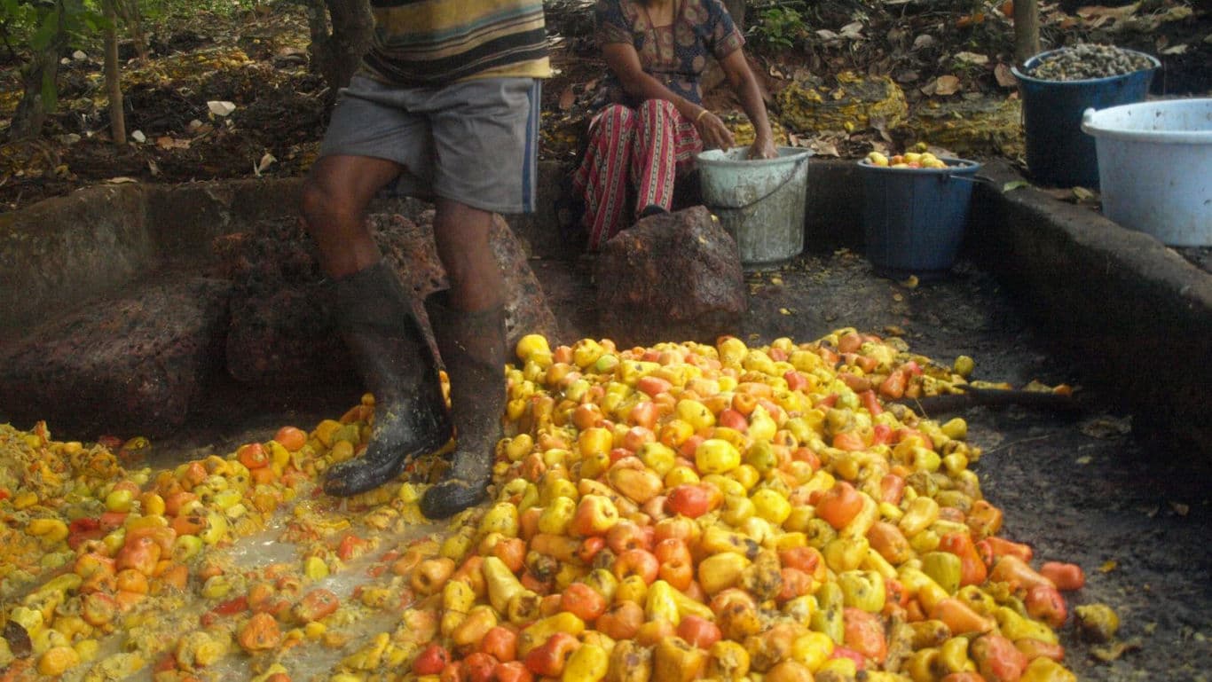 Workers processing harvested yellow cashew fruits