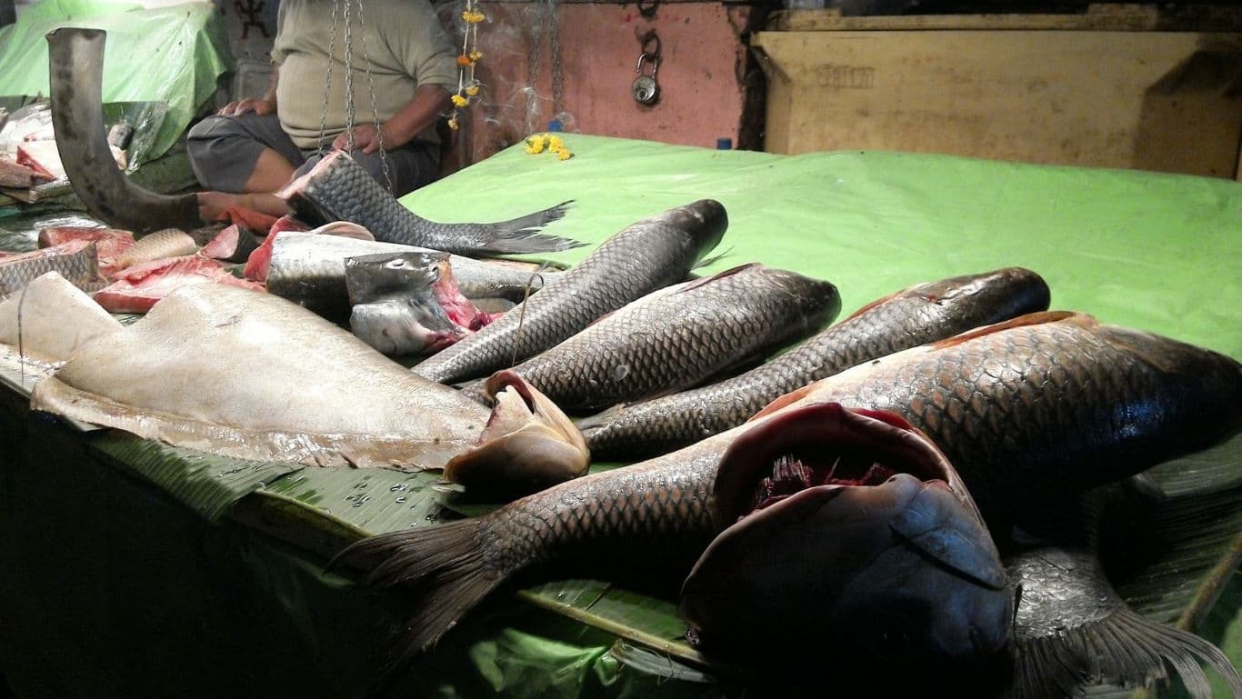 Fresh fish displayed at market stall