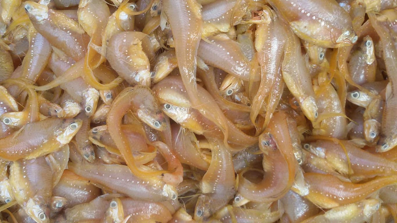 Pile of small fresh fish close-up