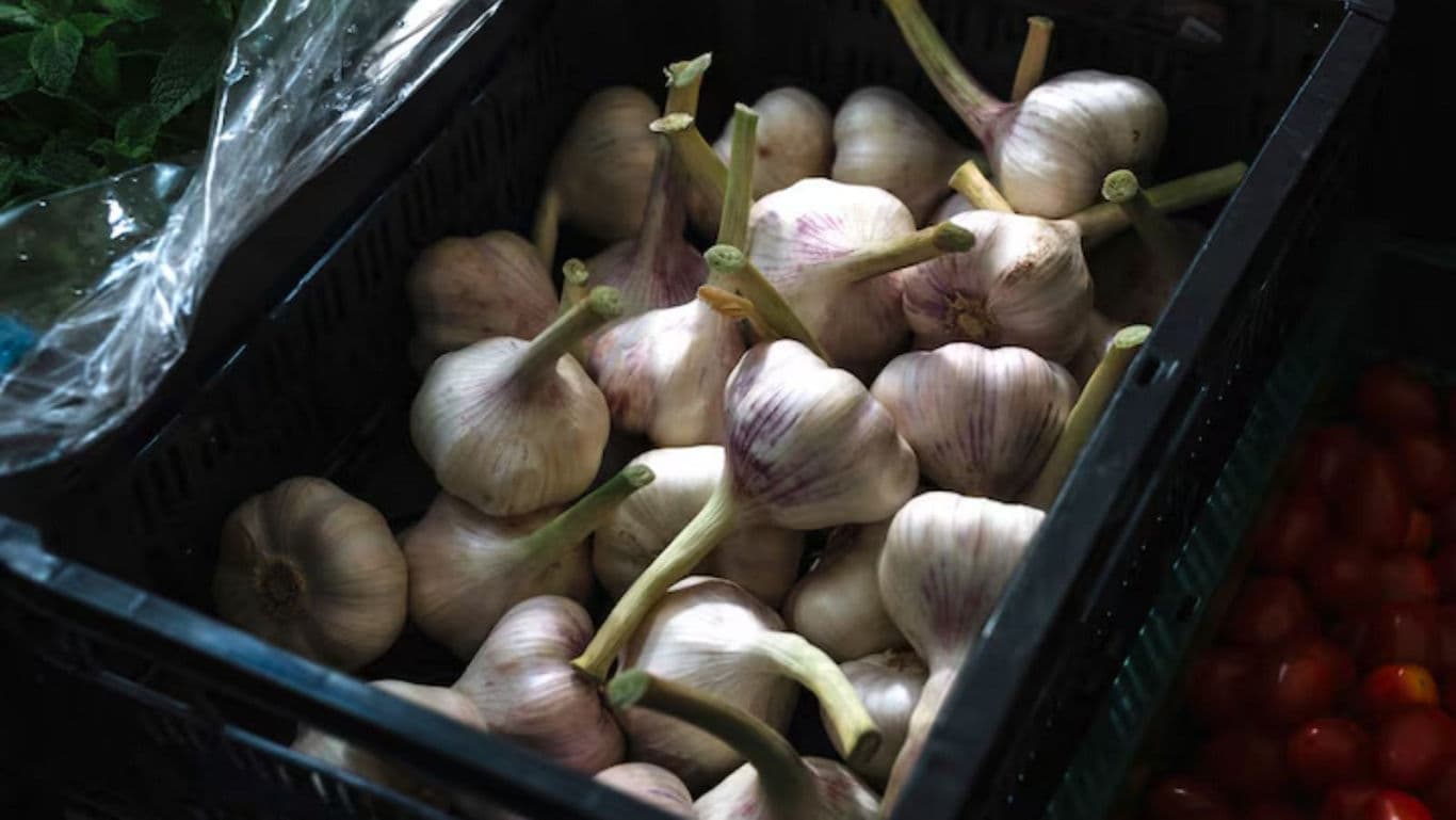 Fresh garlic bulbs in black plastic crate at market