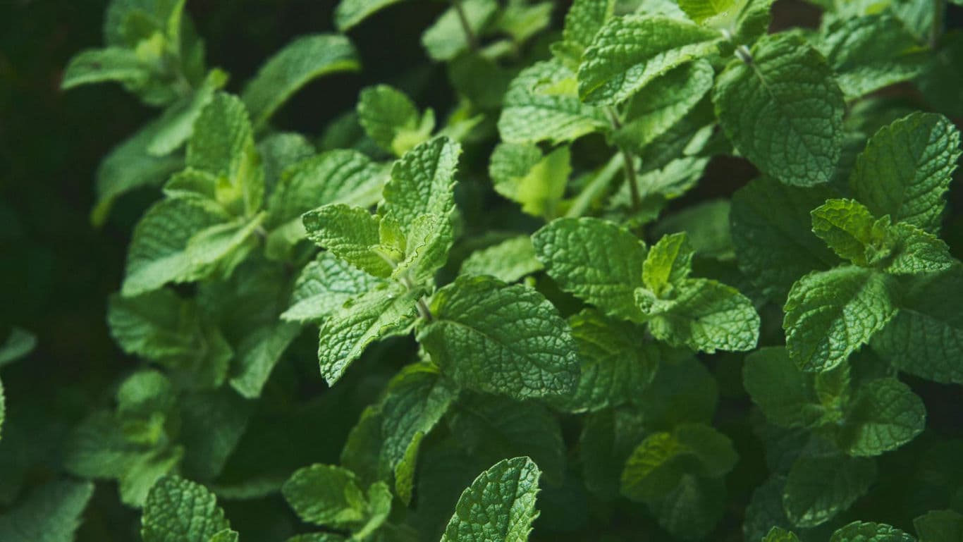 Fresh green mint leaves in natural light