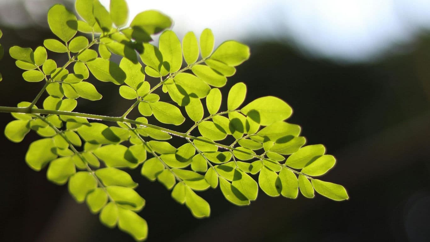 Close-up of vibrant green moringa leaf outdoors