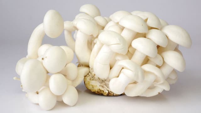 mushroom-recipes-for-lunch-cooking-with-shimeji-mushroom-tips-and-recipes-to-try-thumbnail