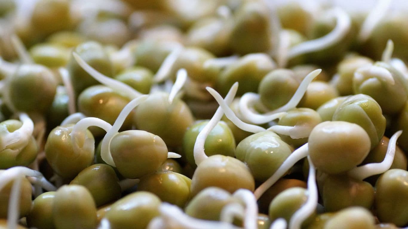 Close-up of sprouted green peas