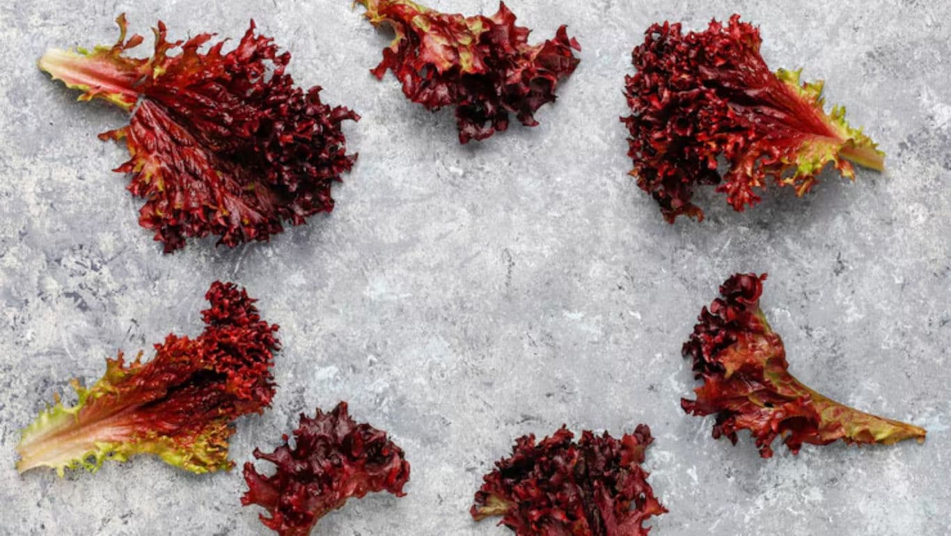 Red leaf lettuce leaves arranged on gray stone surface