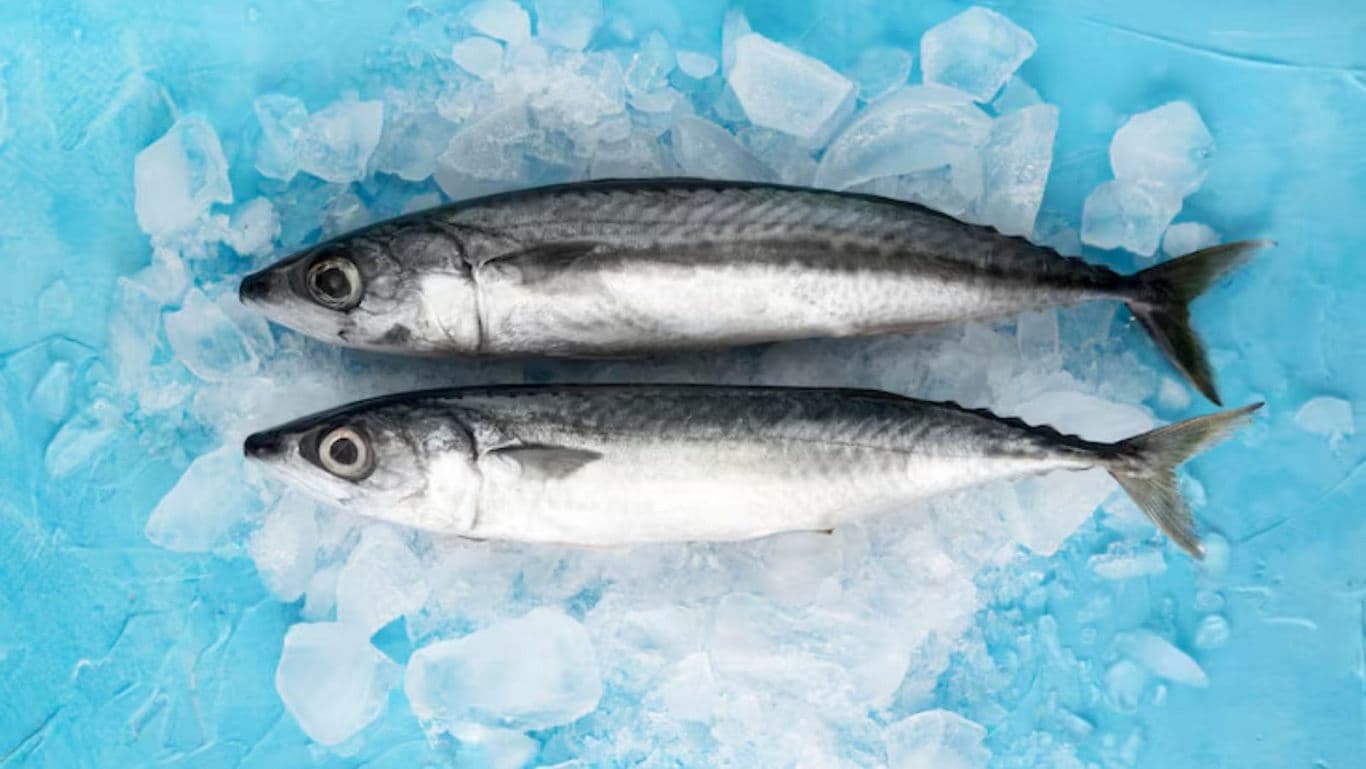 Two fresh fish on ice with blue background