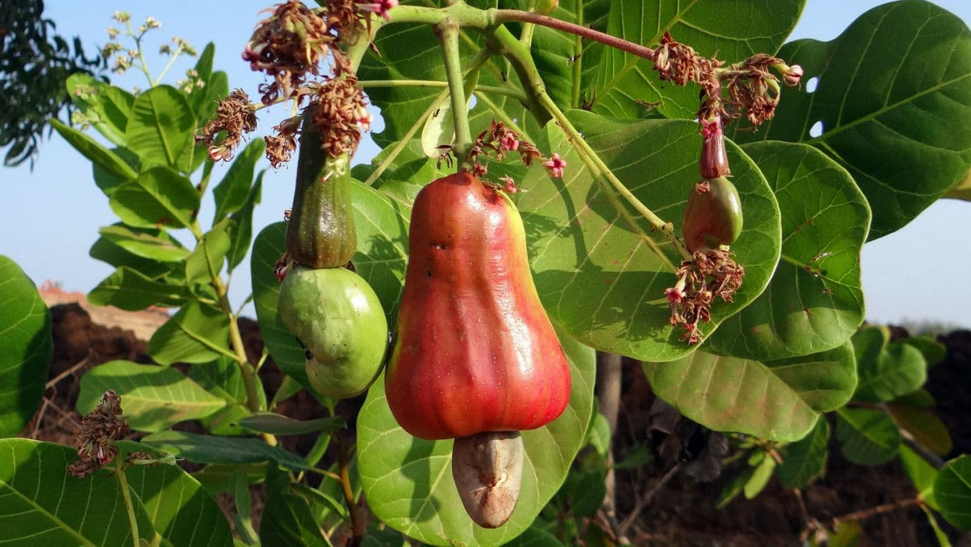 Cashew fruit on tree with green leaves