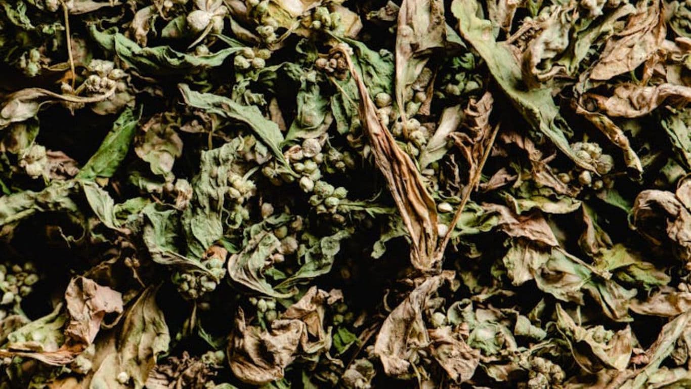 Close-up of dried green and brown leaves