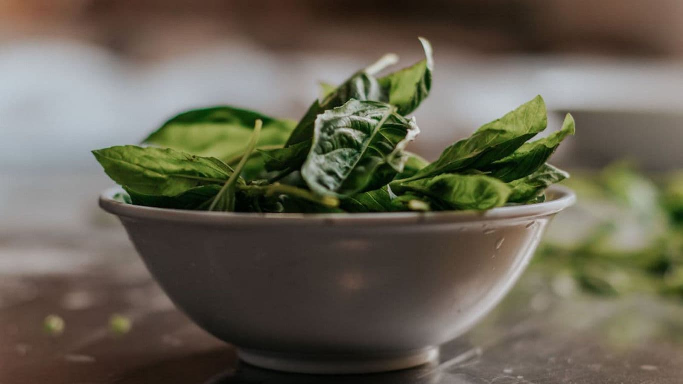 Fresh basil leaves in white bowl
