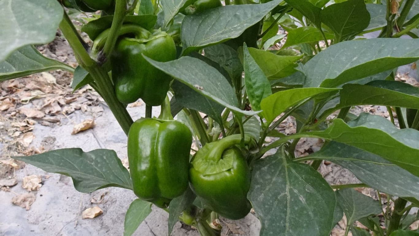 Green bell peppers growing on plant